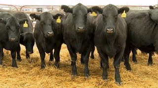 Show-Me Select Heifer Program (MU Extension)