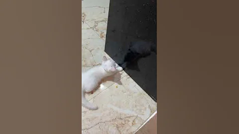 Watch the video about Turkish angora cat blue eyes