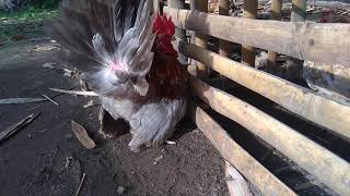 Ayam Kate Klawu Geni