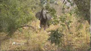 Sauvons les éléphants - Faut pas rêver au Mozambique (extrait) Sauvons les éléphants - Faut pas rêver au Mozambique (extrait)