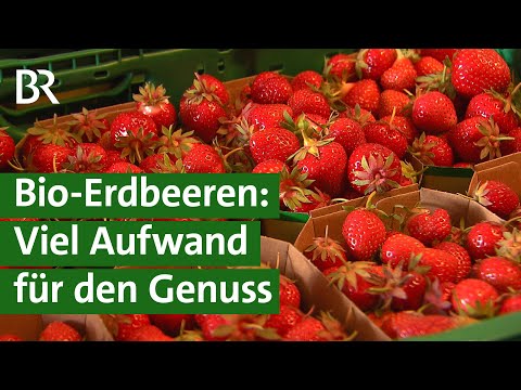 Video: Sind alle Erdbeeren Bio?