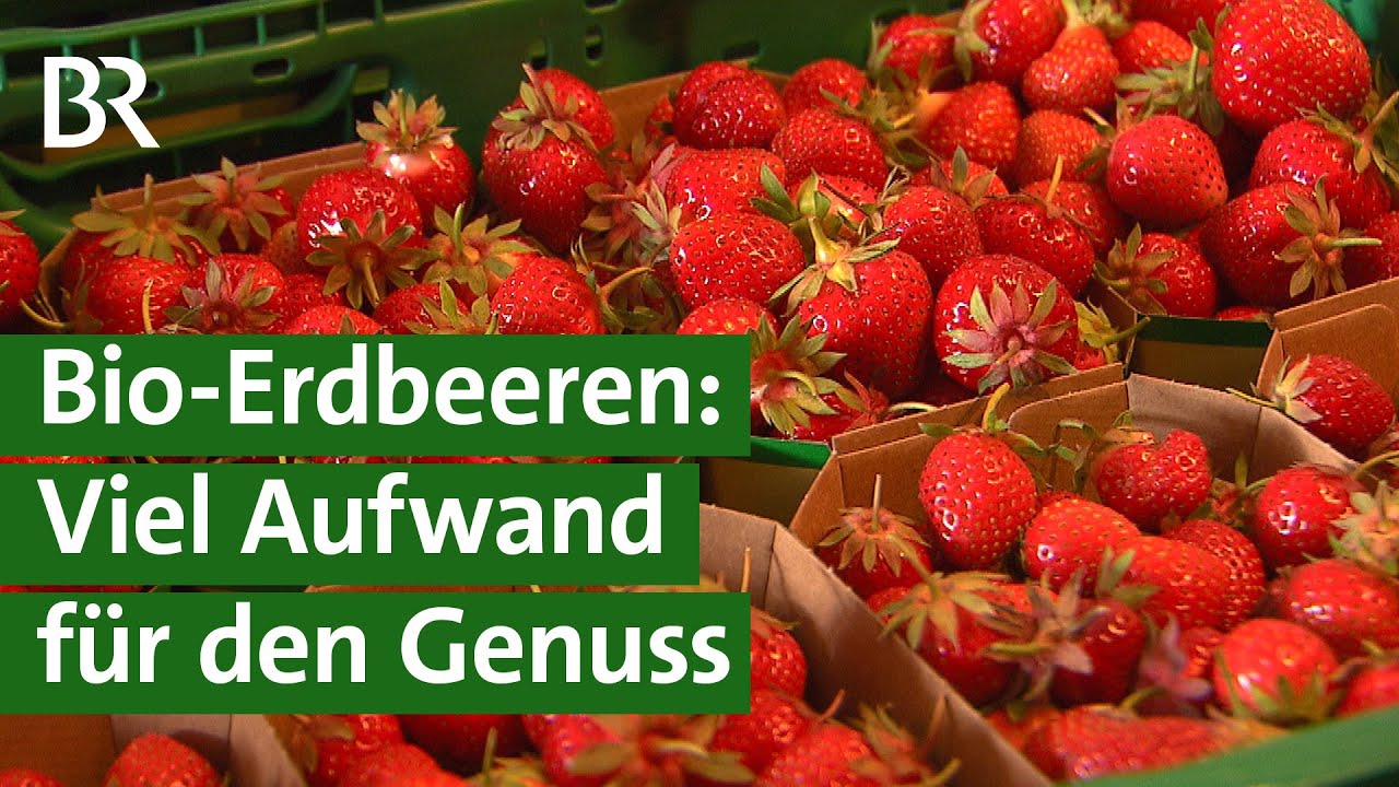 Bio-Erdbeeren: Aufwendig bei Anbau und Ernte | Unser Land | BR