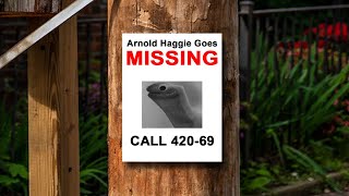 Arnold Haggie Goes Missing
