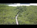 Мангровый лес. Ко Чанг. Ноябрь 2018. Тропа. Mangrove forest. Koh Chang. Thailand.