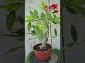 Erythrina Cgalli Erythrina Cgalli