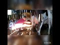 ordenhando as vacas