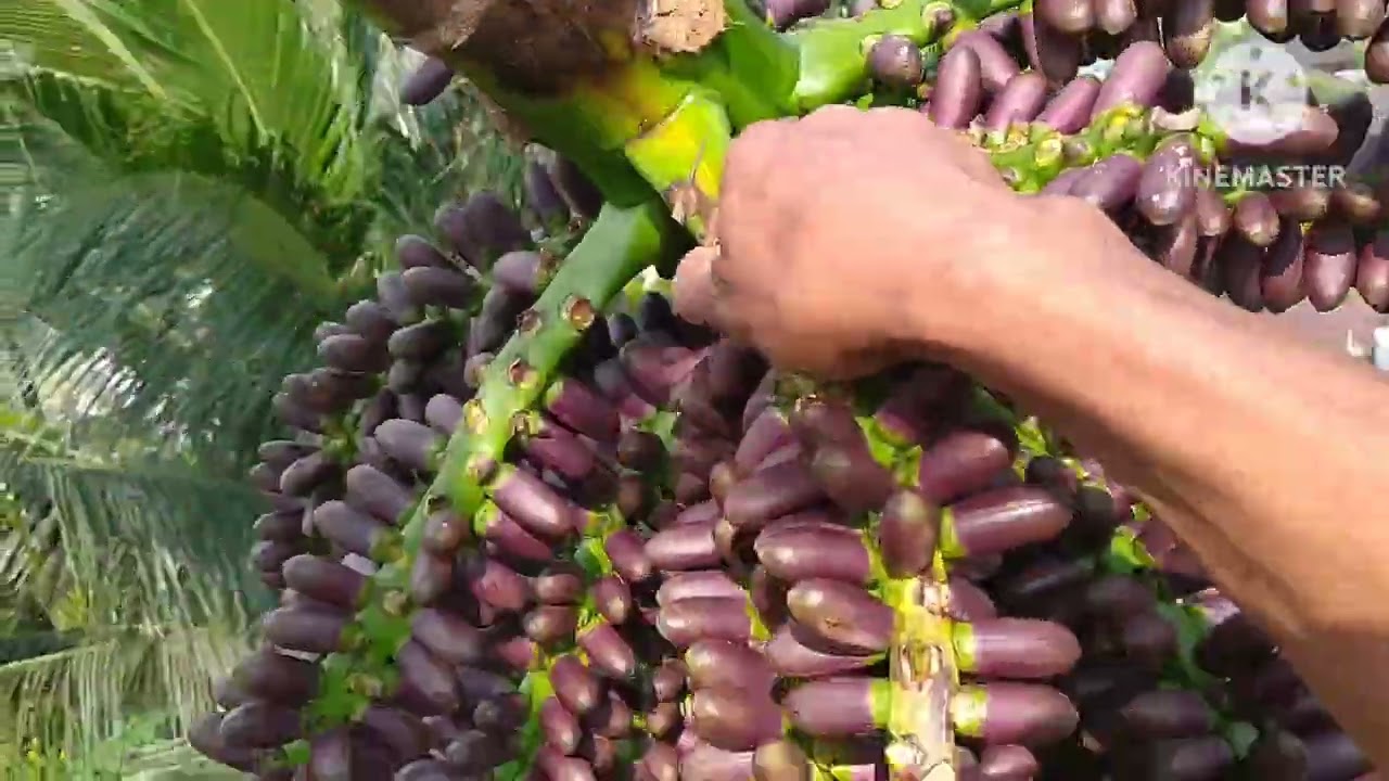 AREN PELIT PROSES PENYADAPAN / NDERES DARI AWAL SAMPAI MENGHASILKAN NIRA JEDA 3 HARI