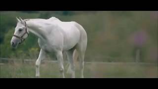 Raging - Equestrian Music Video