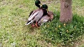 Ducks matting - courting Ducks
