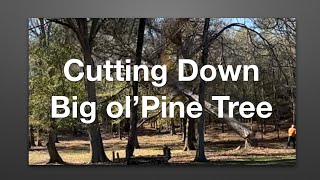 Big ol’ Pine Tree being cut down, tree trimming and stump grinding