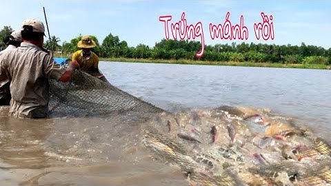 Kéo Lưới Cá Ở Miền Tây Bắt Gần 1 Tấn Cá Khủng | fishing with nets in field |Ý Nhỏ TV#ynhotv#fishing