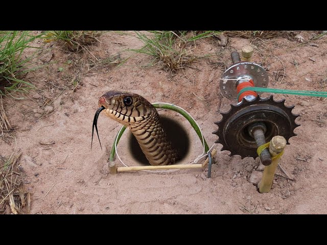 EASY SNAKE TRAP_ Installing Unique Quick Snake Trapping Using Bike Crank Work 100%. class=