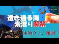 【素潜り漁解禁！】敦賀の海、旨い！の宝庫【水中映像】