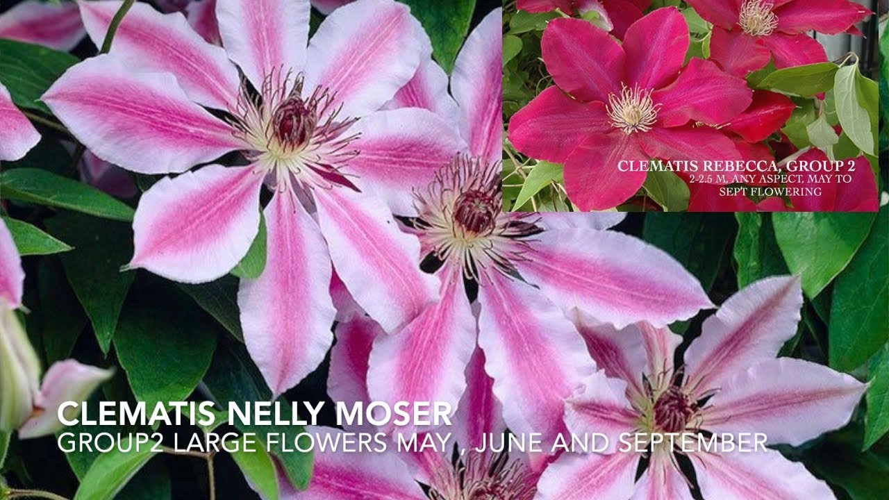 Unboxing Group 2 Clematis Rebecca& Nelly Moser from Clematis Taylor UK 
