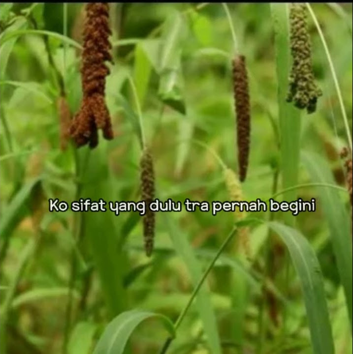 Story WA Lagu Papua (Sakit tra berdarah)