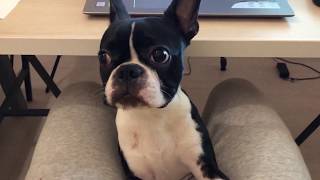 Boston Terrier puppy whining and throwing a tantrum