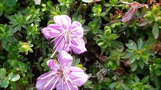 Dağ Gülü, Murgul Gülü, Rhodothamnus Sessilifolius