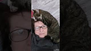 Кошачьи нежности😻 #youtubeshorts #любовь #юмористическийконтент #видосыоткота #cat #веселыекоты