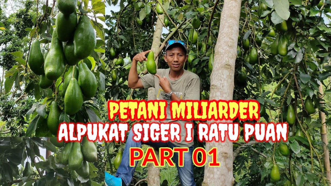 PETANI MILIARDER ALPUKAT SIGER I RATU PUAN PART 01