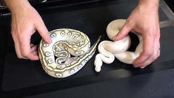 Royal Constrictor Designs 