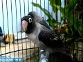 Lovebird Batman Dijual