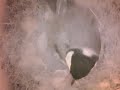 birdcam_2010-04-04_16-16-58.avi