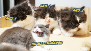 KUCING-KUCING DISINI PALING SAYANG ANAK NERA YANG MANA? by Kucing Cemara 4,442 views 3 weeks ago 21 minutes