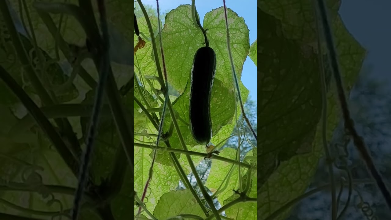 passandra gurkan i fönsterbrädan/cucumber on the windowsill.