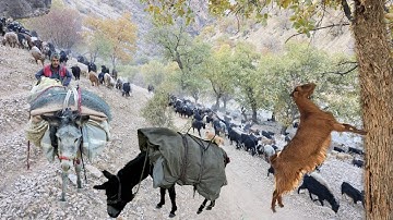 The migration of Iranian nomads in pristine nature: The real journey and the hardships of the path