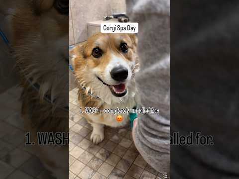 Corgi’s Dog Wash 🐾 He Was NOT Ready