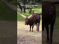 Welcome to Africa! #animals #zoo #safari #disney