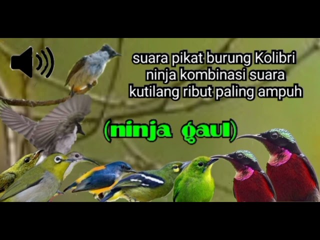 suara pikat burung Kolibri ninja kombinasi kutilang ribut ampuh class=