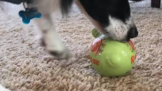 Border Collie Filou and his piggy bank