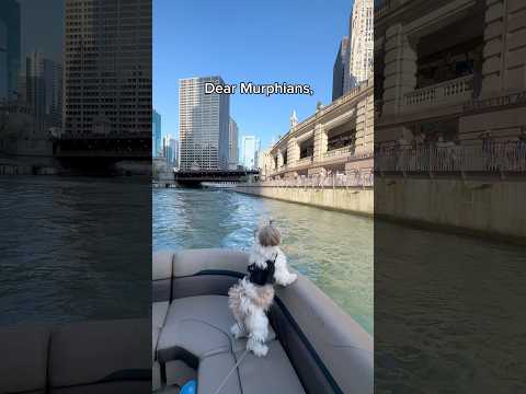 Email Letters To Murphytheshihtzu803 Gmail Com