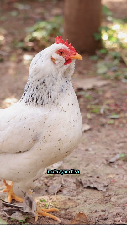 AYAM bisa ingat wajahmu?! Ini Fakta Nyatanya
