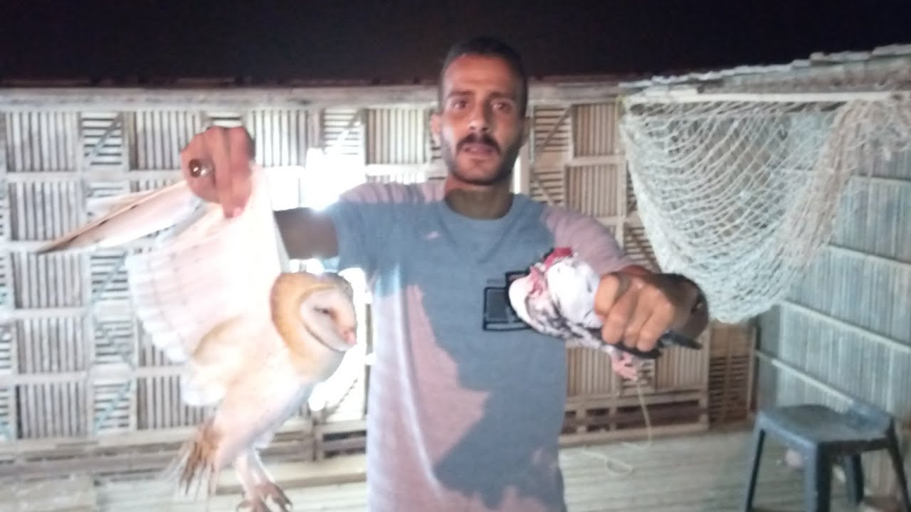 مسكت البومه وعملت لها  كمين واتعامل مع الزغاليل المصقره وخايفه من نزول البومه #حسين_الخطيب