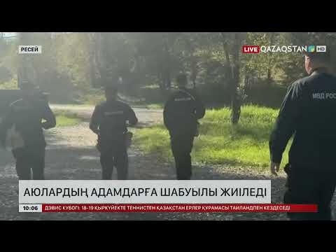 Ресейде аюлардың адамдарға шабуылы жиіледі