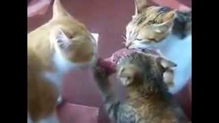 коты соображают на троих коты соображают на троих