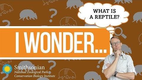 I Wonder - What is a reptile?
