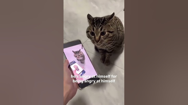 Cat is angry at himself #cutecat #cr7 #memes #soccerplayer #football #cat #trend #shirt