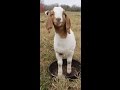 $49 Boer Goat shelter and run in shed built in 10 minutes before a storm $49 Boer Goat shelter and run in shed built in 10 minutes before a storm
