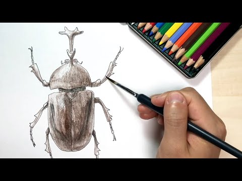 カブトムシ ペン画と色鉛筆の絵の描き方簡単イラスト Youtube
