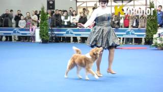 Dog dancing Show 'Eurasia  2012 / Russia / Moscow'. Freestyle. by KinologVideo 3,011 views 12 years ago 3 minutes, 27 seconds