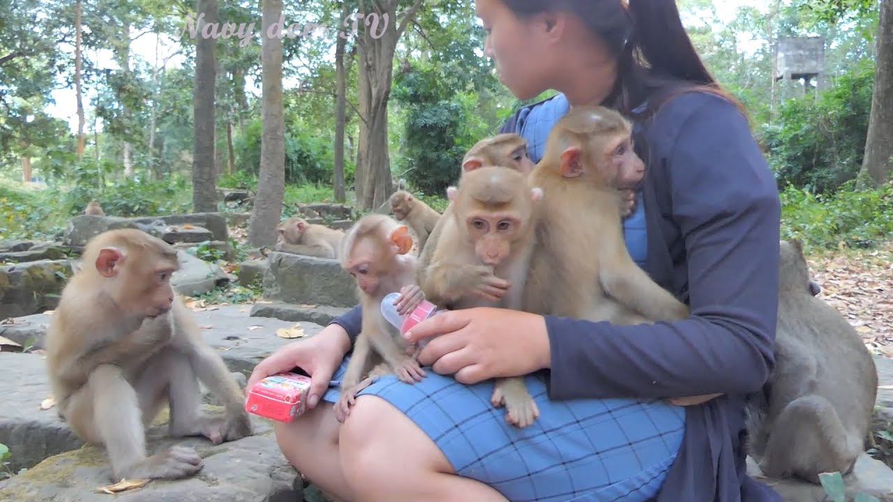 Perfecting the Art of Compassion: Kunthea's Love for Abandoned Monkeys ...
