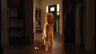 Студент вернулся после года учёбы... Реакция собаки ВЗОРВАЛА интернет! 😭🐕