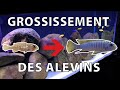 Tuto faire grossir ses alevins mbunas 