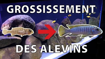 Comment faire grossir des alevins ?