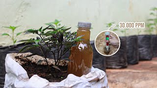 CARA MEMBUAT PUPUK KCL ALA BSM YANG SUPER FANTASTIS