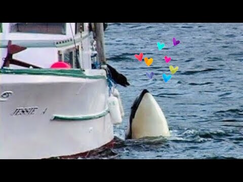 How To Save A Whale Video