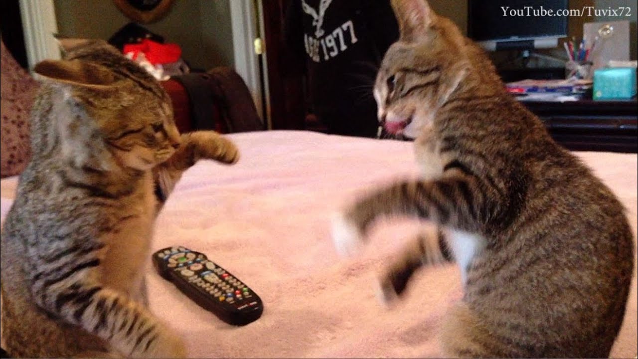 Cat Fight! 